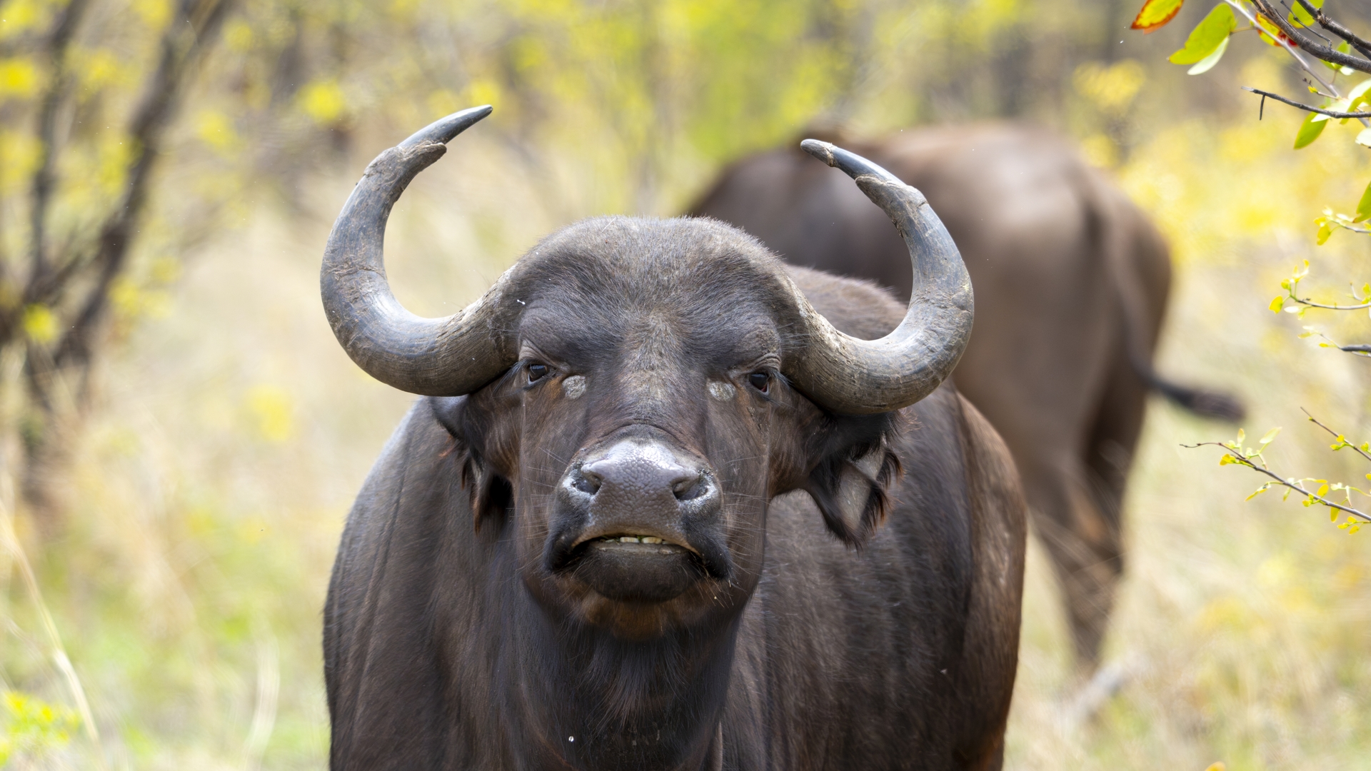 Kruger25 2025 11 06 10 19 32 ILCE 1M2 2791